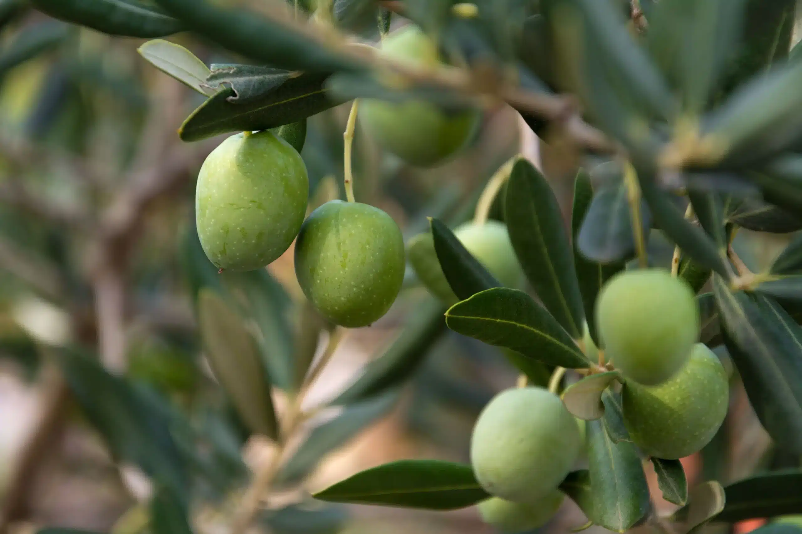 Miel d'eucalyptus